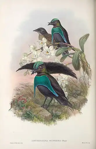 Grote kraagparadijsvogel