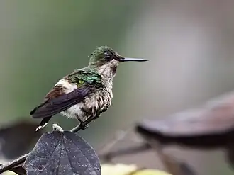 Groenkuifkoketkolibrie