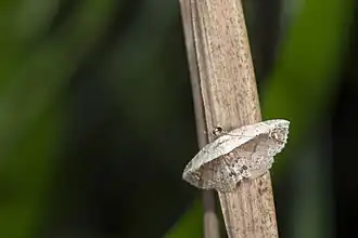 Eugnathia albicostalis