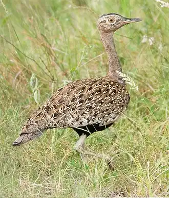 Zuid-Afrikaanse kuiftrap