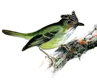 Dubbelbanddwergtiran