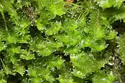 Lophozia ventricosa, een bebladerd levermos