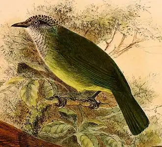 Sulawesibergbrilvogel