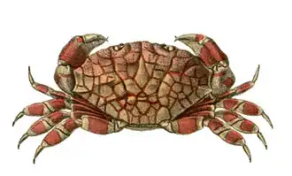 Lophozozymus pulchellus
