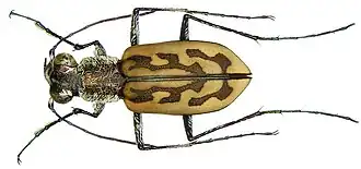 Lophyra senegalensis