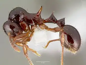 Lordomyrma crawleyi