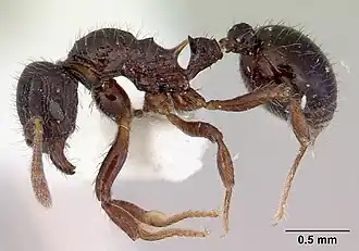 Lordomyrma cryptocera