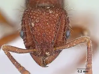 Lordomyrma reticulata