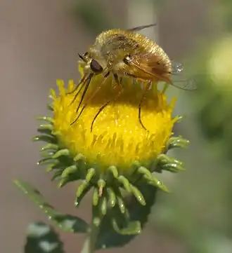 Lordotus pulchrissimus