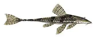 Loricariichthys maculatus