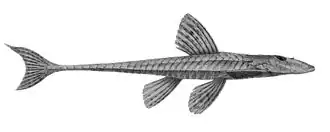 Loricariichthys stuebelii