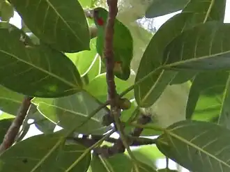 Floresvleermuisparkiet