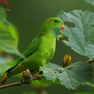 Indische vleermuisparkiet