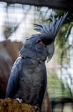 Zwarte kaketoe (Probosciger aterrimus)