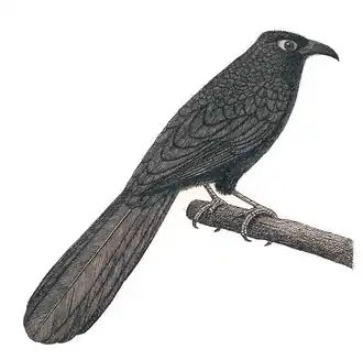 Violette spoorkoekoek