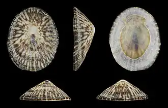 Lottia tranquebarica