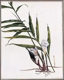 Afrikaanse peper, 1811-1816