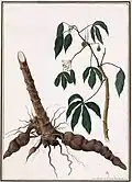 Maniokplant, 1816