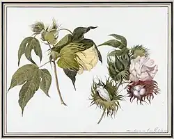 Katoenplant, 1811