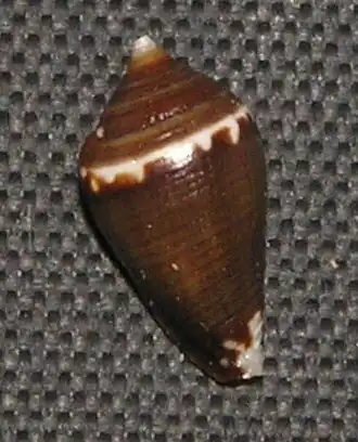 Lovellona atramentosa