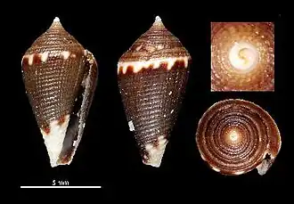 Lovellona carbonaria