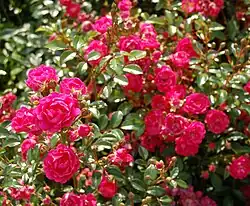 'Lovely Fairy' (Vurens-Spek, 1990)