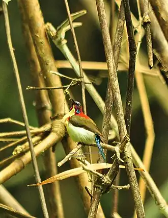 Goudkeelhoningzuiger