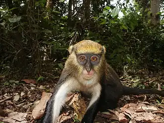 Cercopithecus lowei