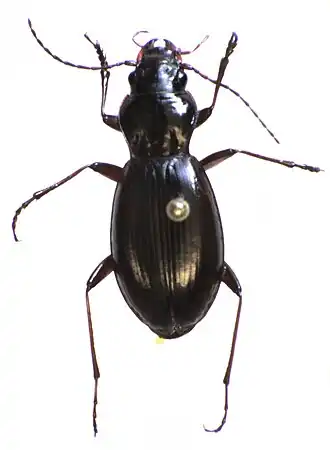Loxomerus nebrioides