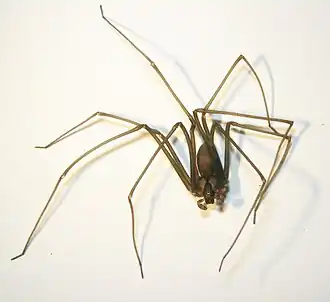 Loxosceles foutadjalloni