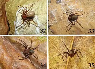 Loxosceles amazonica