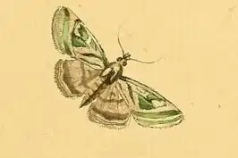 Loxostege aeruginalis