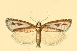 Lozotaeniodes cupressana