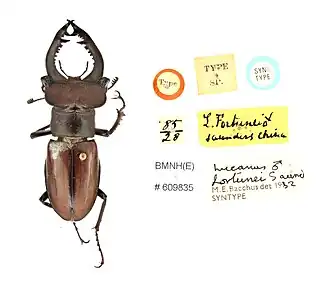 Lucanus fortunei