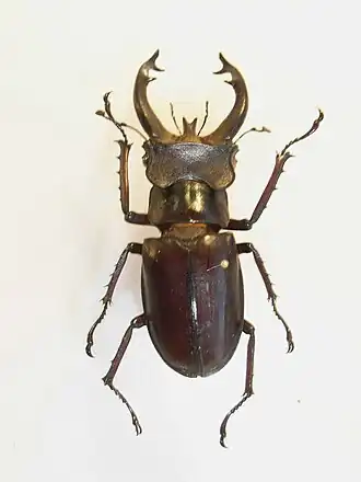 Lucanus fryi