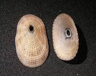 Lucapina sowerbii