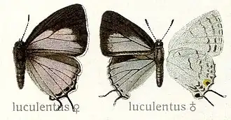 Iolaus luculentus