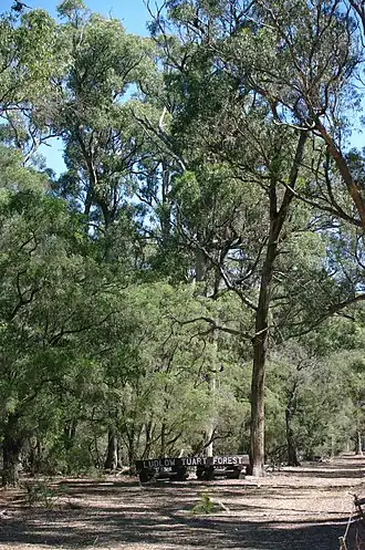 Eucalyptus gomphocephala