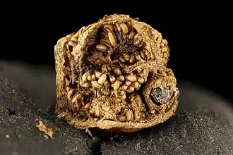 Acanthoscelides alboscutellatus