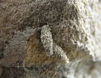 Hoornzakdrager Luffia lapidella