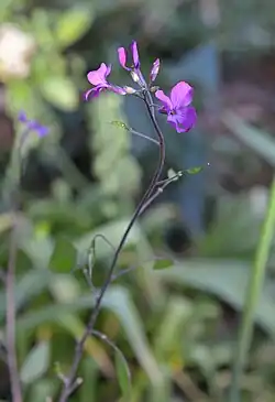 Lunaria annua 'Chedglow' 2e jaar