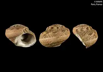 Lunella viridicallus