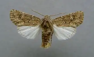 Luperina nickerlii