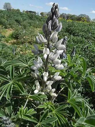 Witte lupine