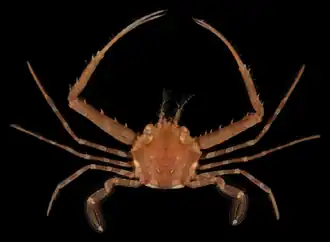 Lupocyclus philippinensis