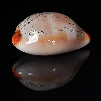 Luria isabellamexicana