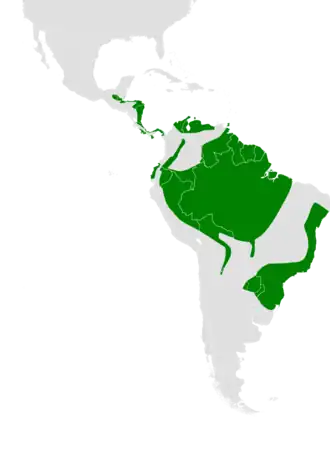 Kortstaartnachtzwaluw