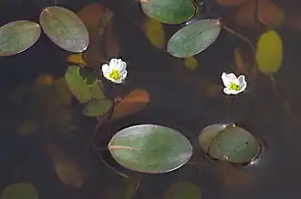 Drijvende waterweegbree