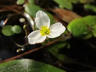 Drijvende waterweegbree