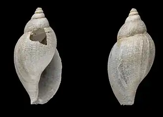 Lusitanops lusitanicus